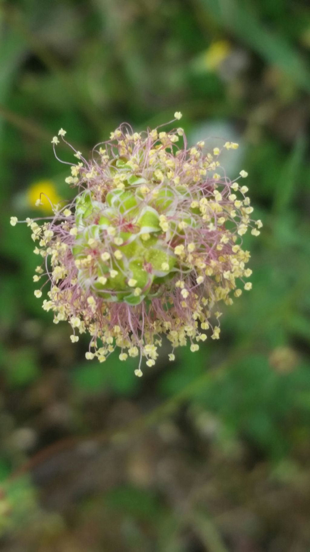 Sanguisorba sp. (Rosaceae)